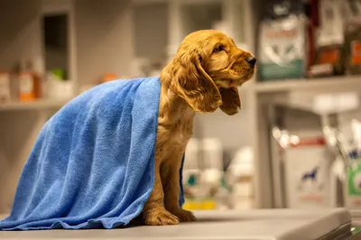 Przychodnia Weterynaryjna Noe